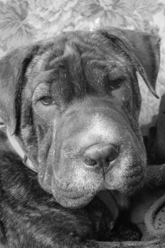 Bronny, el perro de la familia, en su foto de perfil
